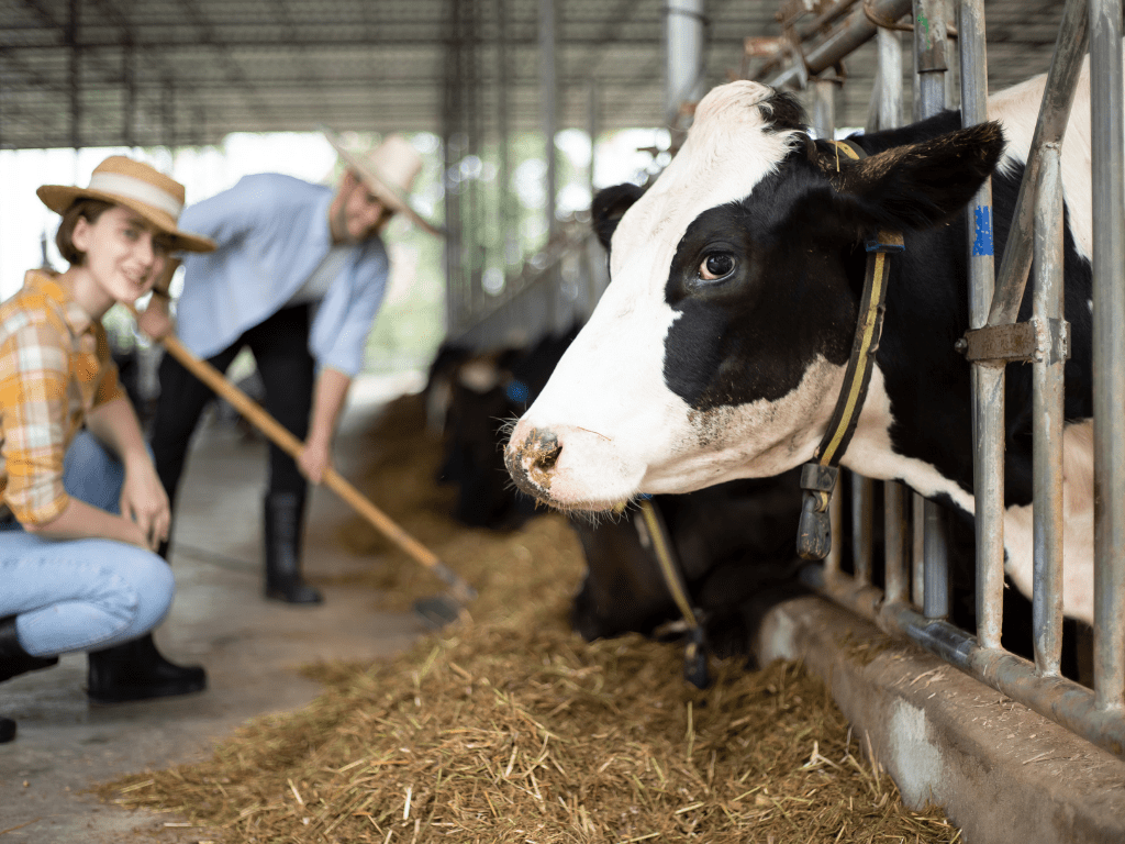 Organik Hayvancılık Eğitimi Kursu | Sertifikalı Sürdürülebilir Hayvancılık Programı