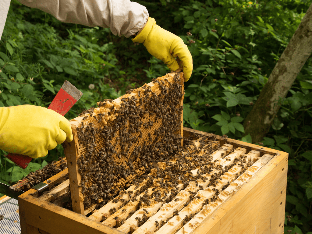 Arıcılık Eğitimi Kursu | Sertifikalı Modern Arıcılık Programı